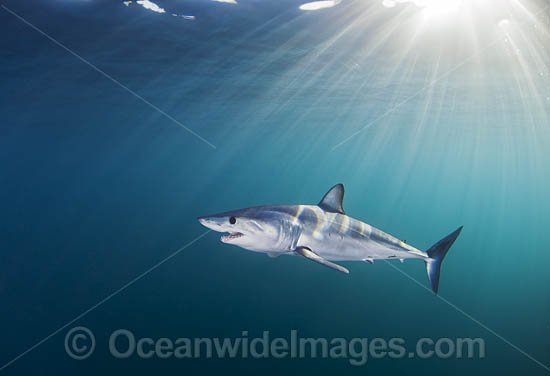 Shortfin Mako Shark (Isurus oxyrinchus). Also known as Mako Shark, Blue Pointer, Mackeral Shark and Snapper Shark. Found in both tropical and temperate seas of the world. Photo taken at Cape Point, South Africa. Photo - Chris & Monique Fallows Shortfin Mako Shark (Isurus oxyrinchus). Also known as Mako Shark, Blue Pointer, Mackeral Shark and Snapper Shark. Found in both tropical and temperate seas of the world. Photo taken at Cape Point, South Africa. Photo - Chris & Monique Fallows