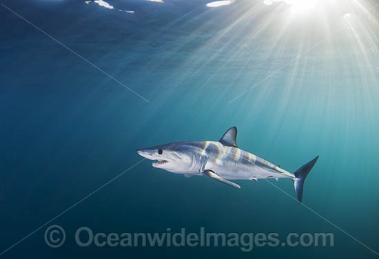 Mako Shark South Africa photo