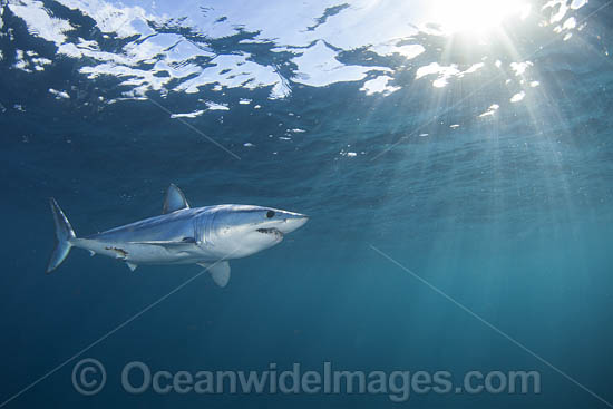 Mako Shark South Africa photo