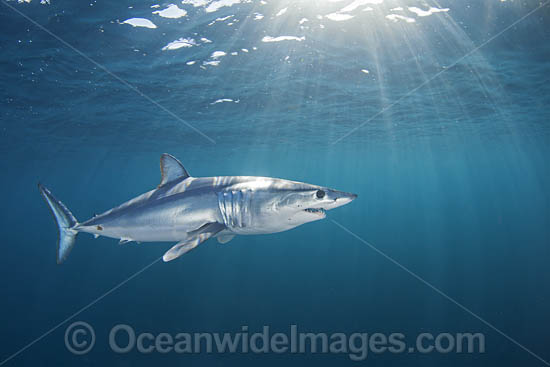 Mako Shark South Africa photo Mako Shark South Africa photo