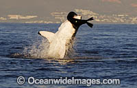 Great White Shark attacking seal Photo - Chris & Monique Fallows