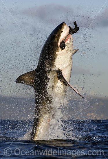 Great White Shark breaching on decoy photo