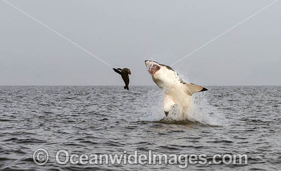 Great White Shark (Carcharodon carcharias). Predation breach on a Cape Fur Seal. Seal Island, False Bay, South Africa. Sequence 2. Photo - Chris & Monique Fallows Great White Shark (Carcharodon carcharias). Predation breach on a Cape Fur Seal. Seal Island, False Bay, South Africa. Sequence 2. Photo - Chris & Monique Fallows
