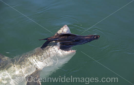 Great White Shark (Carcharodon carcharias). Predation on a Cape Fur Seal. Seal Island, False Bay, South Africa. Sequence 1. Photo - Chris & Monique Fallows