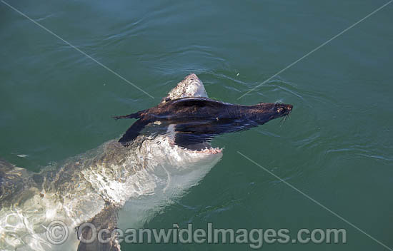 Great White Shark (Carcharodon carcharias). Predation on a Cape Fur Seal. Seal Island, False Bay, South Africa. Sequence 1. Photo - Chris & Monique Fallows Great White Shark (Carcharodon carcharias). Predation on a Cape Fur Seal. Seal Island, False Bay, South Africa. Sequence 1. Photo - Chris & Monique Fallows