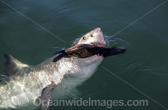 Great White Shark predating on seal photo