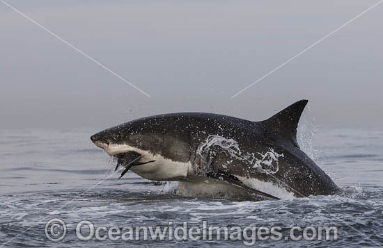 Great White Shark (Carcharodon carcharias). Predation breach on a Cape Fur Seal. Seal Island, False Bay, South Africa. Photo - Chris & Monique Fallows Great White Shark (Carcharodon carcharias). Predation breach on a Cape Fur Seal. Seal Island, False Bay, South Africa. Photo - Chris & Monique Fallows