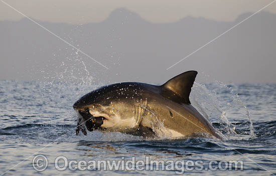 Great White Shark predating on seal photo