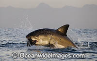 Great White Shark predating on seal Photo - Chris & Monique Fallows
