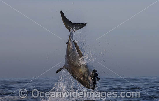 Great White Shark breaching on decoy photo