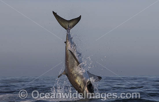 Great White Shark breaching on decoy photo