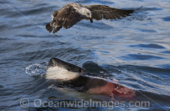 Great White Shark attacking seal photo