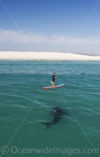Paddle board over Shark photo