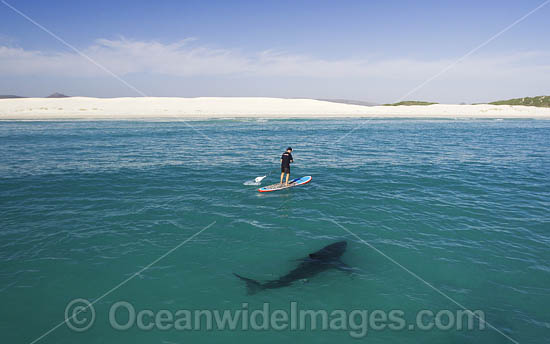 Paddle board over Shark photo