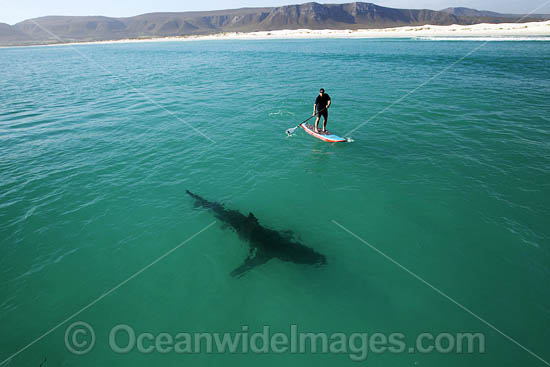 Paddle boarder and Shark photo