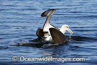 Great White Shark and Albatross Photo - Chris & Monique Fallows