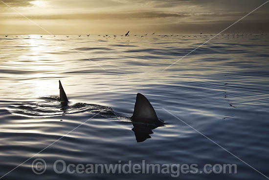 Great White Shark (Carcharodon carcharias), showing dorsal fin on surface. Gansbaai, South Africa. Photo - Chris & Monique Fallows Great White Shark (Carcharodon carcharias), showing dorsal fin on surface. Gansbaai, South Africa. Photo - Chris & Monique Fallows