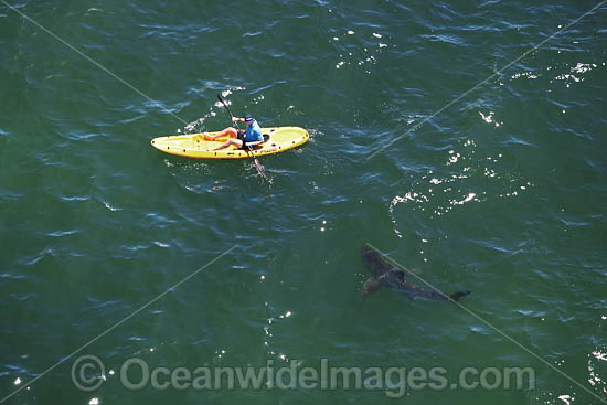Kayaker and Shark photo