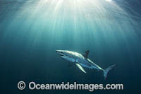 Great White Shark underwater Photo - Chris & Monique Fallows