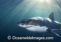 Great White Shark underwater Photo - Chris & Monique Fallows