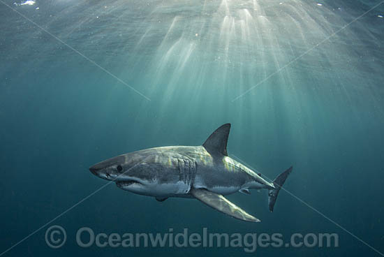 Great White Shark (Carcharodon carcharias). Seal Island, False Bay, South Africa. Photo - Chris & Monique Fallows