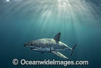 Great White Shark underwater Photo - Chris & Monique Fallows