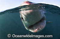 Great White Shark underwater Photo - Chris & Monique Fallows