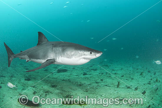 Great White Shark New Zealand photo Great White Shark New Zealand photo