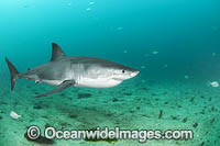 Great White Shark New Zealand Photo - Chris & Monique Fallows