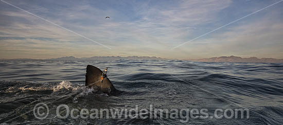Great White Shark (Carcharodon carcharias), showing a Satellite tag attached to the dorsal fin. Seal Island, False Bay, South Africa. Photo - Chris & Monique Fallows Great White Shark (Carcharodon carcharias), showing a Satellite tag attached to the dorsal fin. Seal Island, False Bay, South Africa. Photo - Chris & Monique Fallows