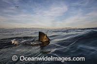 Great White Shark satellite tag Photo - Chris & Monique Fallows