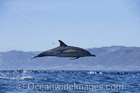 Common Dolphin Delphinus capensis photo