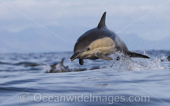 Dolphin Delphinus capensis photo Dolphin Delphinus capensis photo