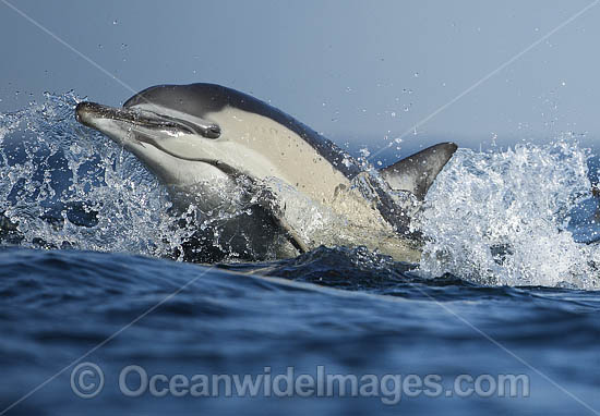 Common Dolphin Delphinus capensis photo