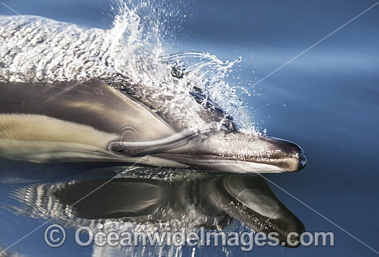 Dolphin Delphinus capensis photo