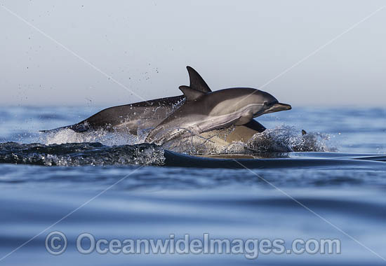 Common Dolphin (Delphinus capensis), mother with calf. False Bay, South Africa. Found in warm-temperate and tropical seas throughout the world. Photo - Chris and Monique Fallows Common Dolphin (Delphinus capensis), mother with calf. False Bay, South Africa. Found in warm-temperate and tropical seas throughout the world. Photo - Chris and Monique Fallows
