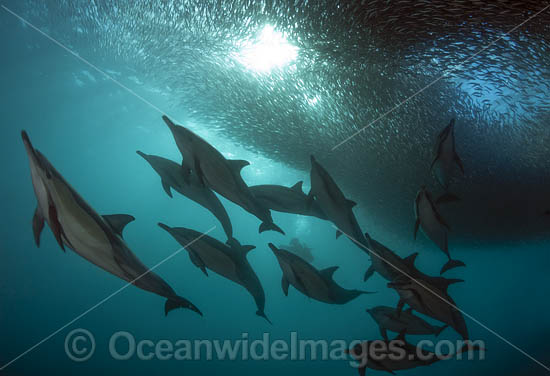 Dolphin feeding on sardines photo