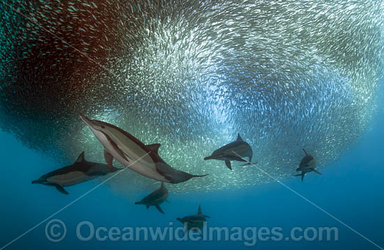 Dolphin at sardine run photo