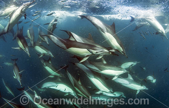 Dolphin feeding on sardines photo