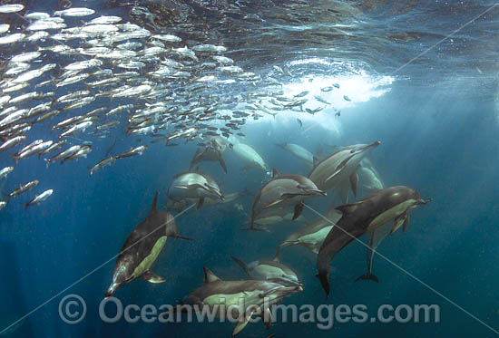 Sardine Run South Africa photo