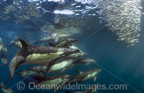 Dolphin feeding on sardines photo