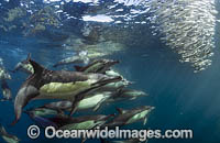 Dolphin feeding on sardines Photo - Chris and Monique Fallows