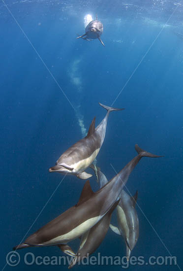 Common Dolphin Delphinus capensis photo Common Dolphin Delphinus capensis photo