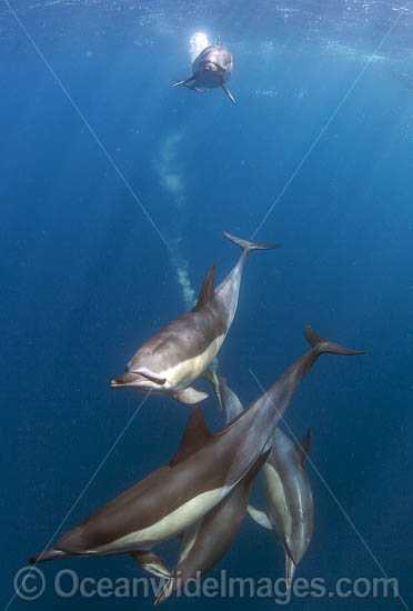 Common Dolphin Delphinus capensis photo