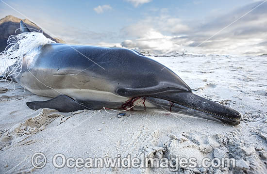 Common Dolphin (Delphinus capensis), killed by fishing line entanglement. False Bay, South Africa. Found in warm-temperate and tropical seas throughout the world. Photo - Chris and Monique Fallows