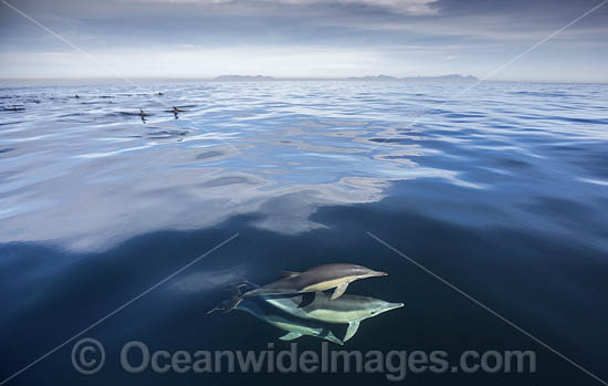 Common Dolphin Delphinus capensis photo