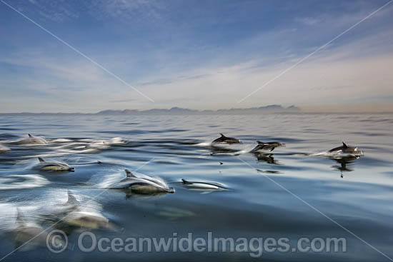 Common Dolphin Delphinus capensis photo