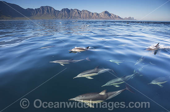 Common Dolphin Delphinus capensis photo