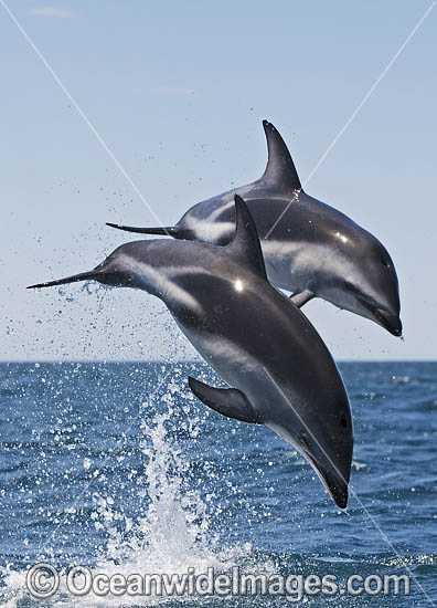 Dusky Dolphin Argentina photo