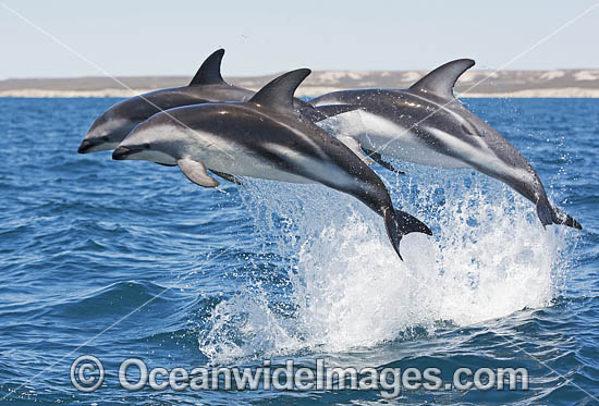 Dusky Dolphin Lagenorhynchus obscurus photo